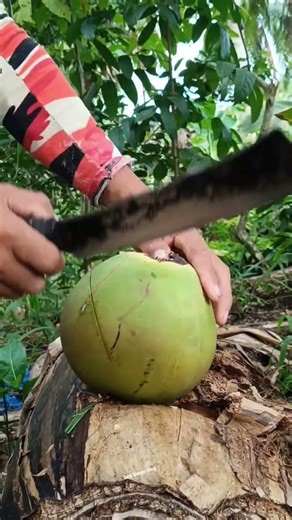 simple traditional open coconut