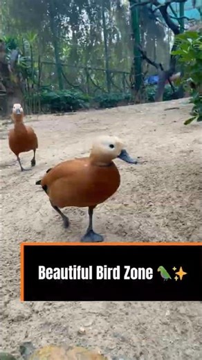 The Bird World at VinWonders Surprised Me 😳🦚