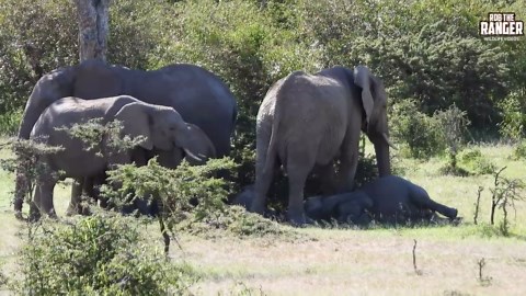 Relaxing Elephants Create Peaceful Moment in Mara Safari