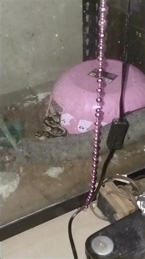 banana krumble my ball python