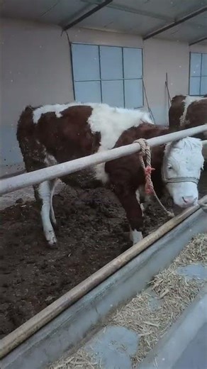 Daily Life on a Cattle Farm | Raising Healthy Cows 🐄🌾