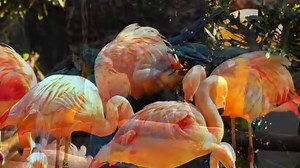 Beautiful Birds in 4K | Stunning Ultra HD Wildlife Footage