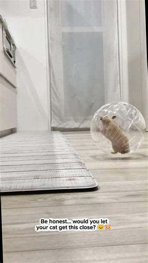 The Cat Got Closer to the Hamster Ball… Then This Happened! 🐱🐹
