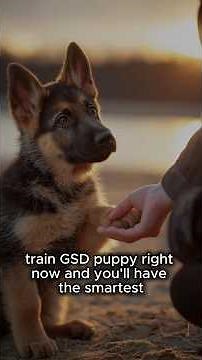 How to Train a 2 Month Old German Shepherd Puppy