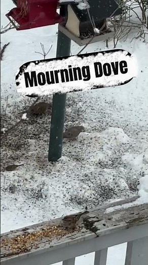 Mourning Dove Creature Report! #dove #nature #birdwatching #birds #wildlife #outdoors