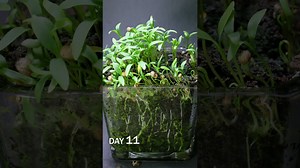 Cilantro microgreens growing time lapse + cucumber sprouting under soil time lapse
