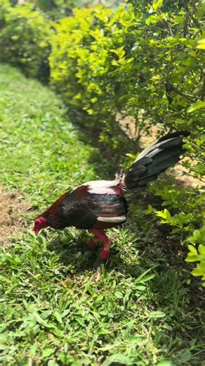 Videos de @ (@cmalexx) con “sonido original - MEDALLO LYRICS”