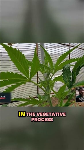 Proper Topping Techniques for Bigger Yields!