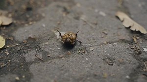 Un escarabajo gigantesco está tratando de: video de stock (totalmente libre de regalías) 1084346842 | Shutterstock