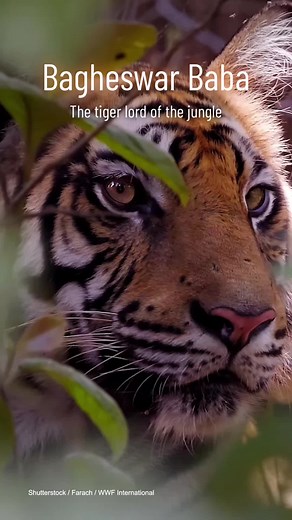 Our colleagues from WWF-India invite you to discover how traditional takes matter in tiger conservation 🐯 All to the sound of traditional Baiga music! #LearnOnTikTok #Tigers #TigerTok #India #Baiga #Bagheswar #BagheswarBaba #TraditionalStories