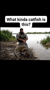 361K views · 2.3K reactions | Crazy looking catfish. #flatheadcatfish #fishing | Flathead Catfish Hunters | Facebook