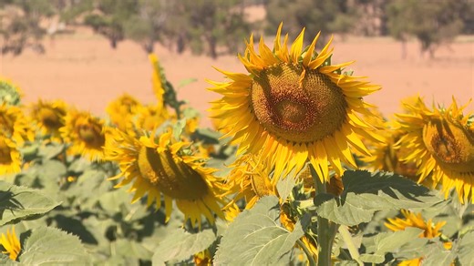 The first crop of Sunflowers in Liverpool Plains Trail - NBN News