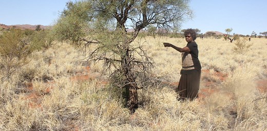 The buffel kerfuffle: how one species quietly destroys native wildlife and cultural sites in arid Australia