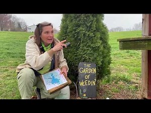 Spotted Lantern Fly Eggs: Oil Sprays Help!