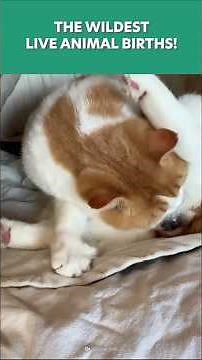 The Wildest Live Animal Births! #Animals #Wildlife #Shorts
