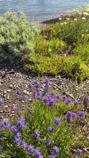 Escape to Lake Yellowstone Hotel & Cabins this summer and experience the magic of "Lake Life." Picture this: ☕ Sipping your morning coffee while gazing at the tranquil beauty of Yellowstone Lake 🥃 Discovering timeless elegance in a National Historic Landmark 🎣 Boating and fishing on the glistening waters of Yellowstone Lake Whether it’s the glowing sunsets, historic charm, or comfortable relaxation you are looking for...your perfect summer escape starts here. Book your unforgettable stay now. 