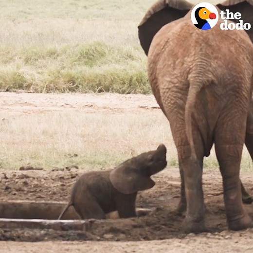 1.8M views · 10K reactions | Baby elephant reunites with his mom ❤️ | The Dodo | Facebook