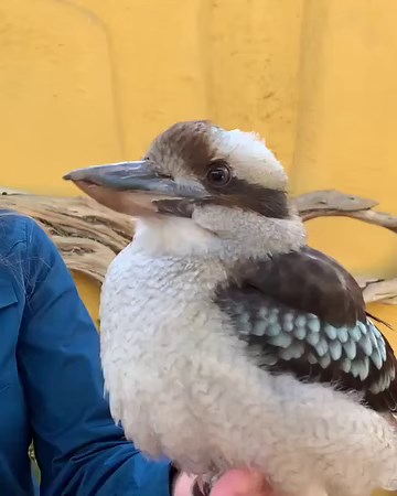 The distinctive sound of a laughing kookaburra. | Animals Videos