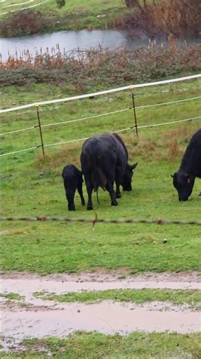 Newborn Bonding Mama 🖤 #calf #RanchLife #cow