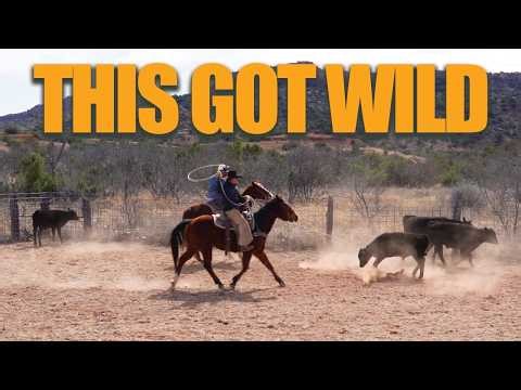 Roping & Wrestling 1,000-POUND Bulls