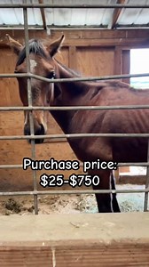 How do I make money on my horses ---- | Clever Cowgirl