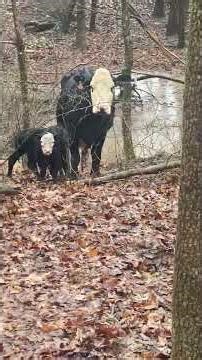 We Have TWINS!!! #cow #cowfarm #calf