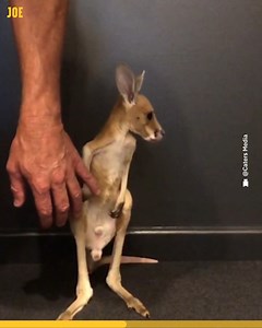 239K views · 10K reactions | The way it jumps into the pouch  | Comedy JOE | Facebook