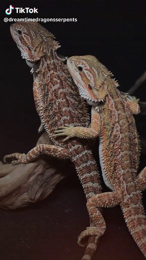 DreamtimeDragons&Serpents on TikTok