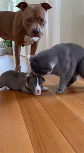 🔥🐾 Protective Mom Cat Takes Control