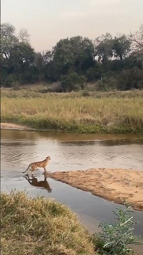 Cheetah Running at Full-Speed #krugernationalpark #safari #animals