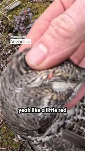 Hunting Alaska's Camouflaged Chicken (Spruce Grouse)