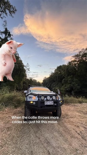 The Fun of Owning a Collie: Expectation vs Reality