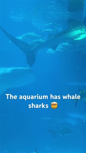 Whale sharks in an aquarium🤯