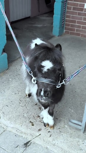 151K views · 4.7K reactions | Cute mini horse ❤#horse #horses #horsepower #horseriding #horselover #fyp | Luismariz-Mark | Facebook