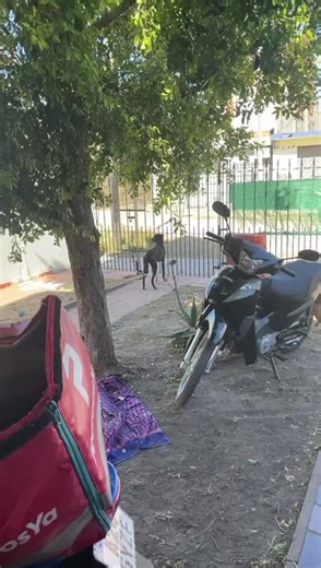 Un Ángel en Casa: Huesos, el Perrito Guardián