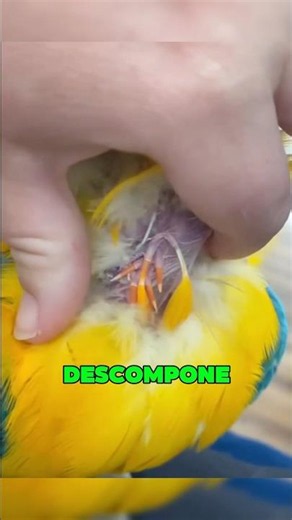 Nadie te explicó por qué aparecen estos tubos en las plumas #sabiasque #datoscuriosos