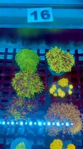 KC Premium LPS Box Lot 16