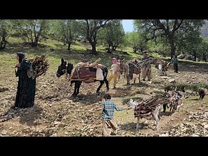 "Collecting firewood with donkeys in the wild and dangerous mountains: the harsh life of nomads"