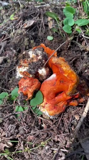 Finding some absolutely stunning lobster mushrooms under shrumps up in Mendocino county. They are often hidden underground, barely breaking the surface. These occur when a white Russula species (brevipes in this case) is completely colonized by the mold Hypomyces lactifluorum, turning this into a Lobster Mushroom. Hope everyone has a great weekend! #lobstermushroom #lobstermushrooms #hypomyceslactifluorum #fascinatedbyfungi #foraging #forager #wildfood #wildmushrooms #mushroomhunter #mushroomfor
