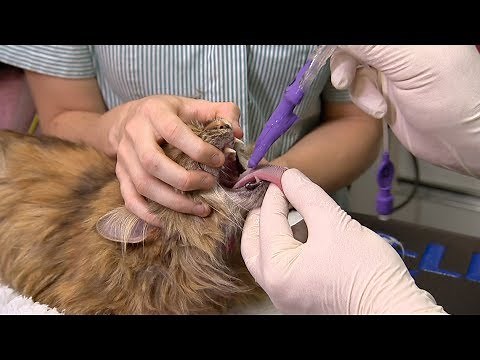 Safer Cat Dentistry: v-gel® airway management guide | Docsinnovent