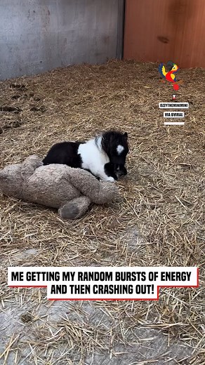 Adorable Miniature Pony Playing and Resting with Friends | The Macaw