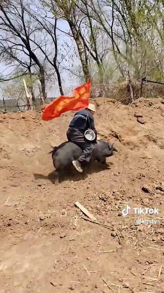 Riding a Pig in a Rural Setting