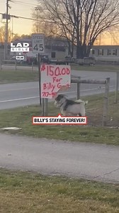 Goat breaks sign about him | CrazySpider