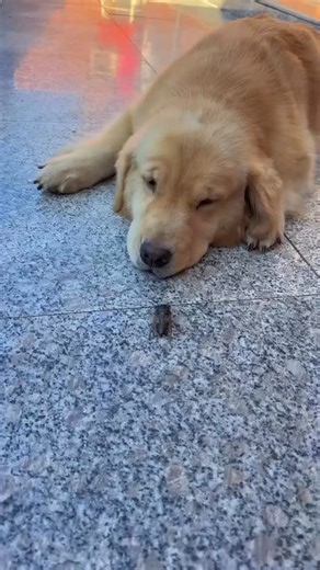 Golden Retrievers on Instagram: "my dog just added “cockroach” to his snack rotation 🤢 #goldenretriever #goldenretrievers #golden #goldenretrieversofinstagram #goldenretrieverpuppy #goldenpuppy #goldenpuppies #goldenpup #goldenretrieverlove #goldenretrieversworld #goldenretrieverlovers #dogproducts #dogtraining #dogtreats #goldenretrievertoday #goldenretrieverclub #cutedog #cuteanimals #cutedogs #cutepuppy #cutepuppies #cutegoldenretrievers"
