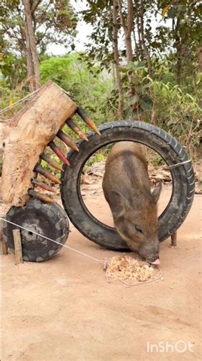 Дикий кабан попал в ловушку! 😳#Sanglier#Chasse#ChasseAuSanglier