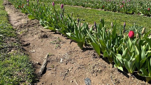 Thousands of New Carlisle tulips reach peak picking stage as rain leaves ground soggy