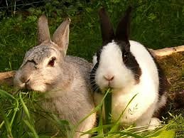BREEDING RABBITS & WHEN TO RE-BREED - The Rabbitry Center