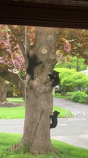 Adorable Baby Bear Cubs Playing in Nature - Cute Bear Video