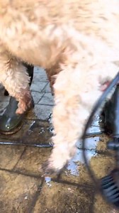 24 reactions | Dogs bring joy ❤️. And mud . We can’t fix the zoomies, but we can fix the mess. Mud Daddy is your stubborn sidekick against dirt —portable, eco-friendly, and attitude-approved . Every unit comes with a FREE Pre-Wash  because scrubbing paw prints is so last season. @tiggy_whyte | Mud Daddy | Facebook