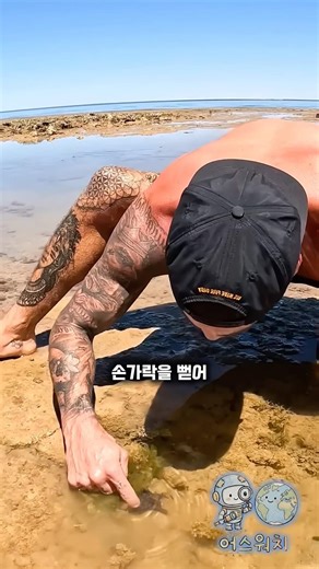 국내 연안까지 진출한 파란고리문어